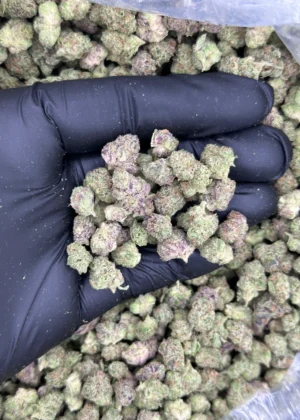 Rainbow Zkittlez