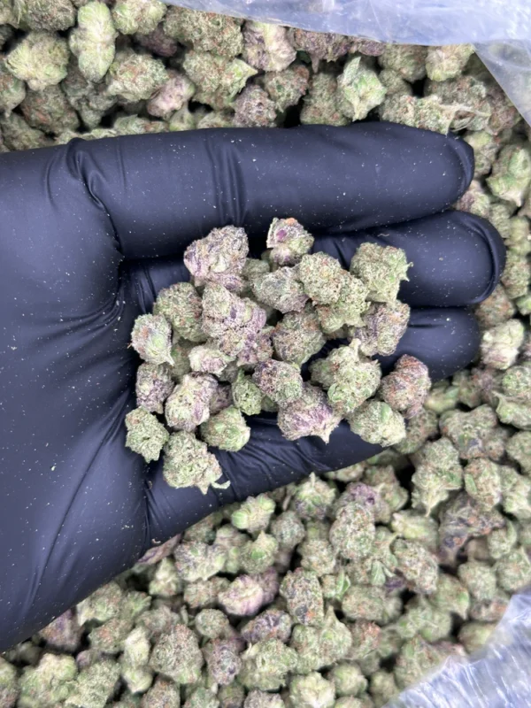 Rainbow Zkittlez