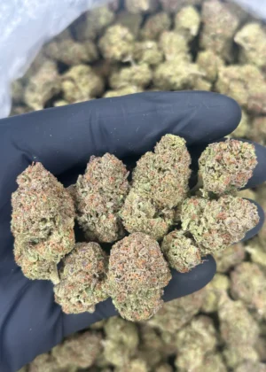 GELATO CREAM