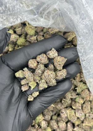 BLACK CHERRY RUNTZ