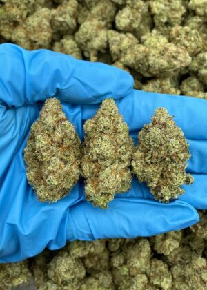 GG3 - DK411GG