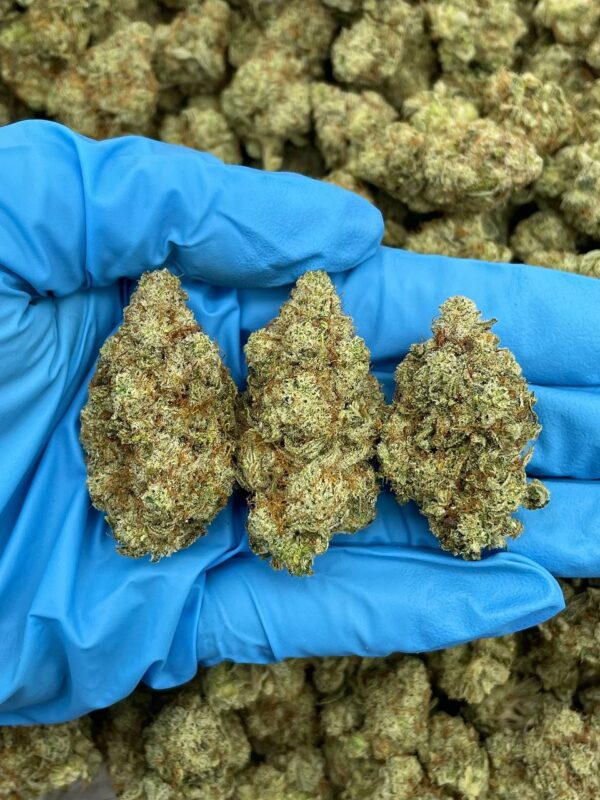 GG3 - DK411GG