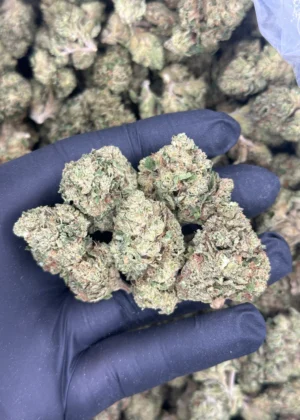 GMO X 41