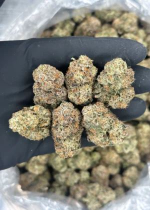 GUAVA RUNTZ
