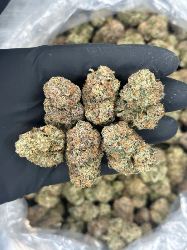 GUAVA RUNTZ