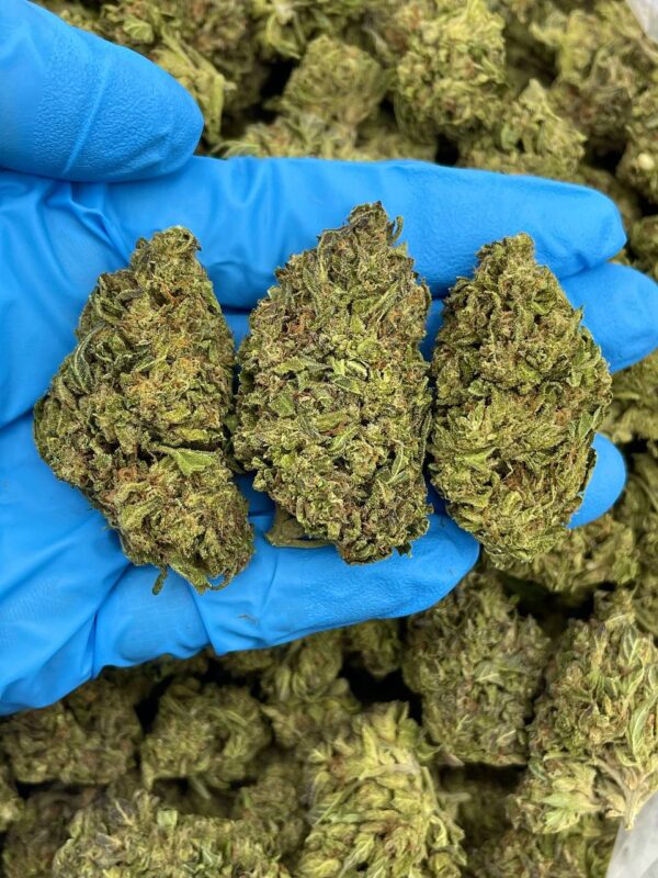 TROPICAL GELATO - KO331G3