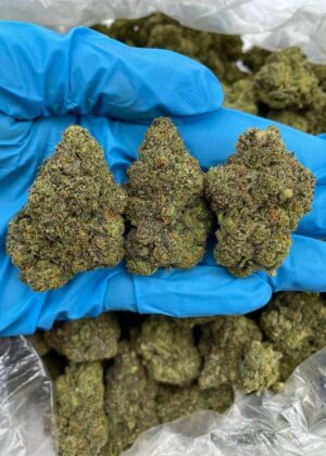 PURPLE CITRUS CRUSH - PH1127G4