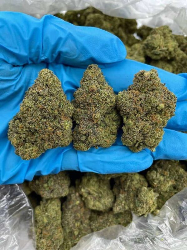PURPLE CITRUS CRUSH - PH1127G4
