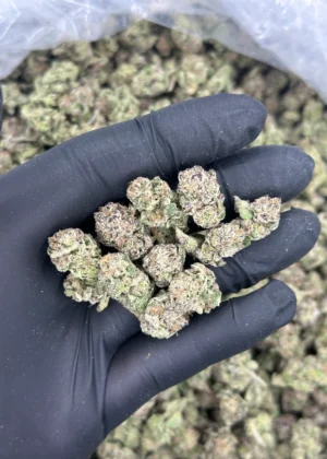 Purple Pom
