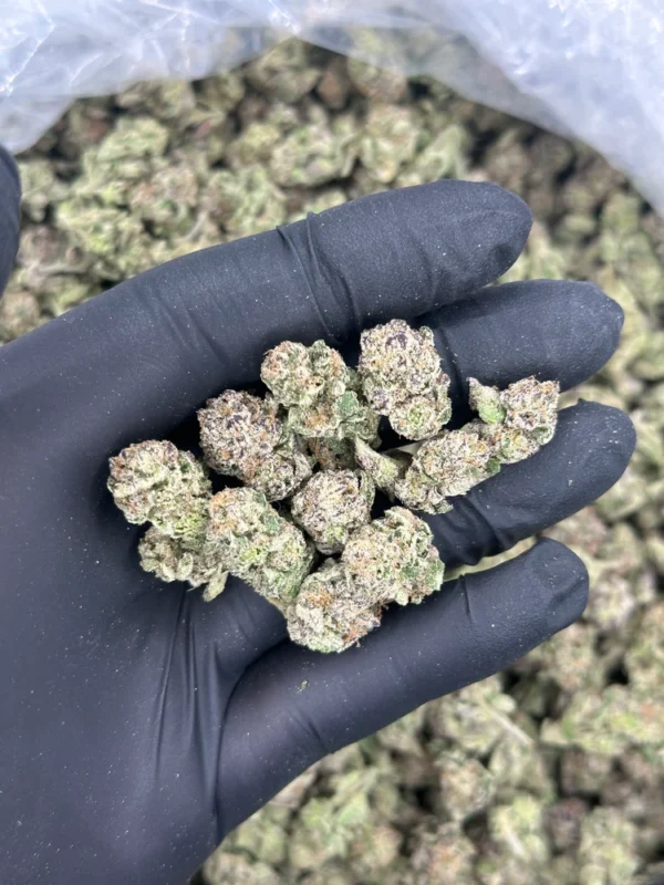 Purple Pom