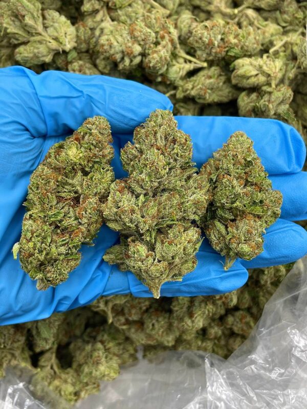 SKYWALKER OG - TD410SW
