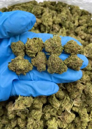 ZOMBIE KUSH - TY1101BR