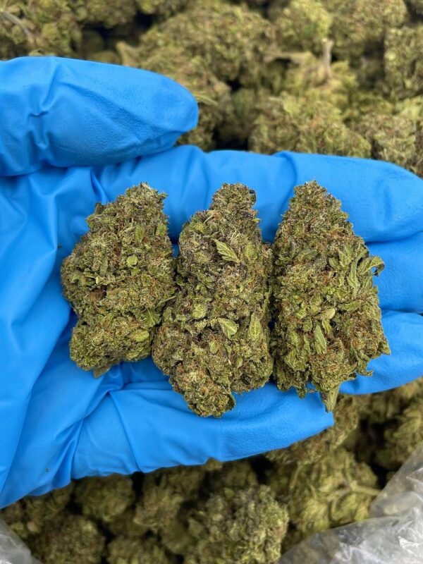 GELATO CAKE - TM319LC