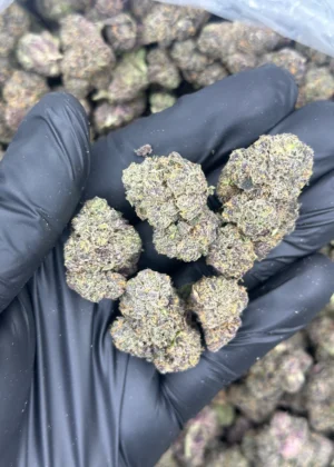Zombie Brainz